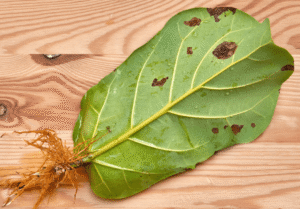 what to do if i overwatered my fiddle leaf fig