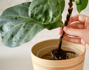 white spots on fiddle leaf fig stem