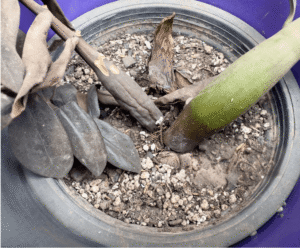 zz plant bugs in soil