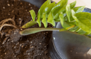 zz plant healthy roots