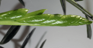 zz plant new growth light green