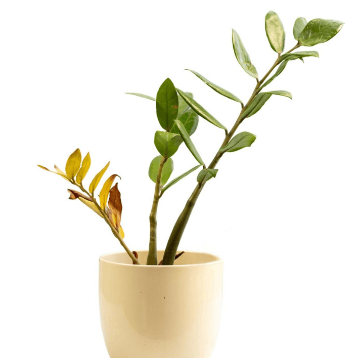 zz plant spider mites