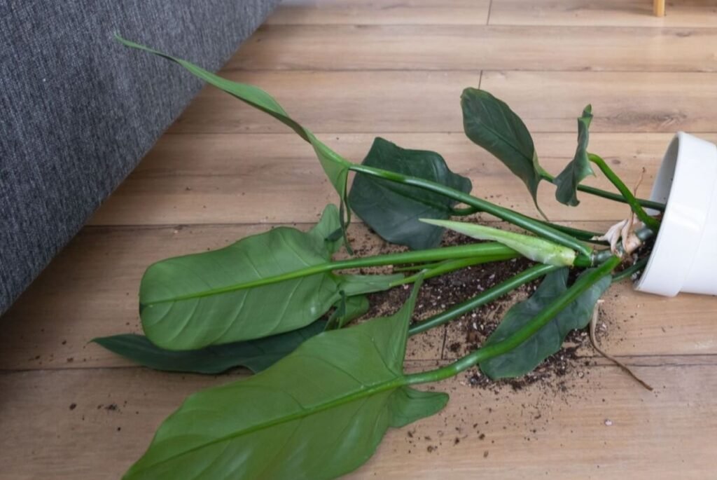 Damage to vegetation from equipment can be simple carelessness