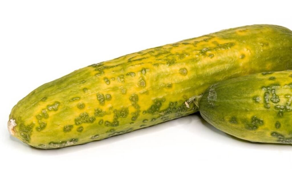 Effects of excess nutrients on the environment Effects of excess nutrients on the environment