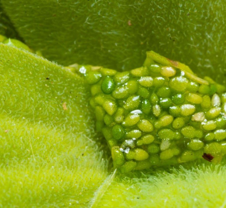 Fungicides can provide very effective yellow rust control