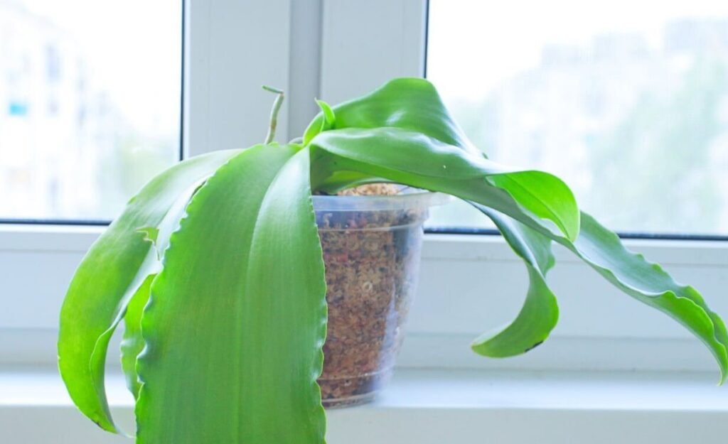 Mechanical damage of the plant