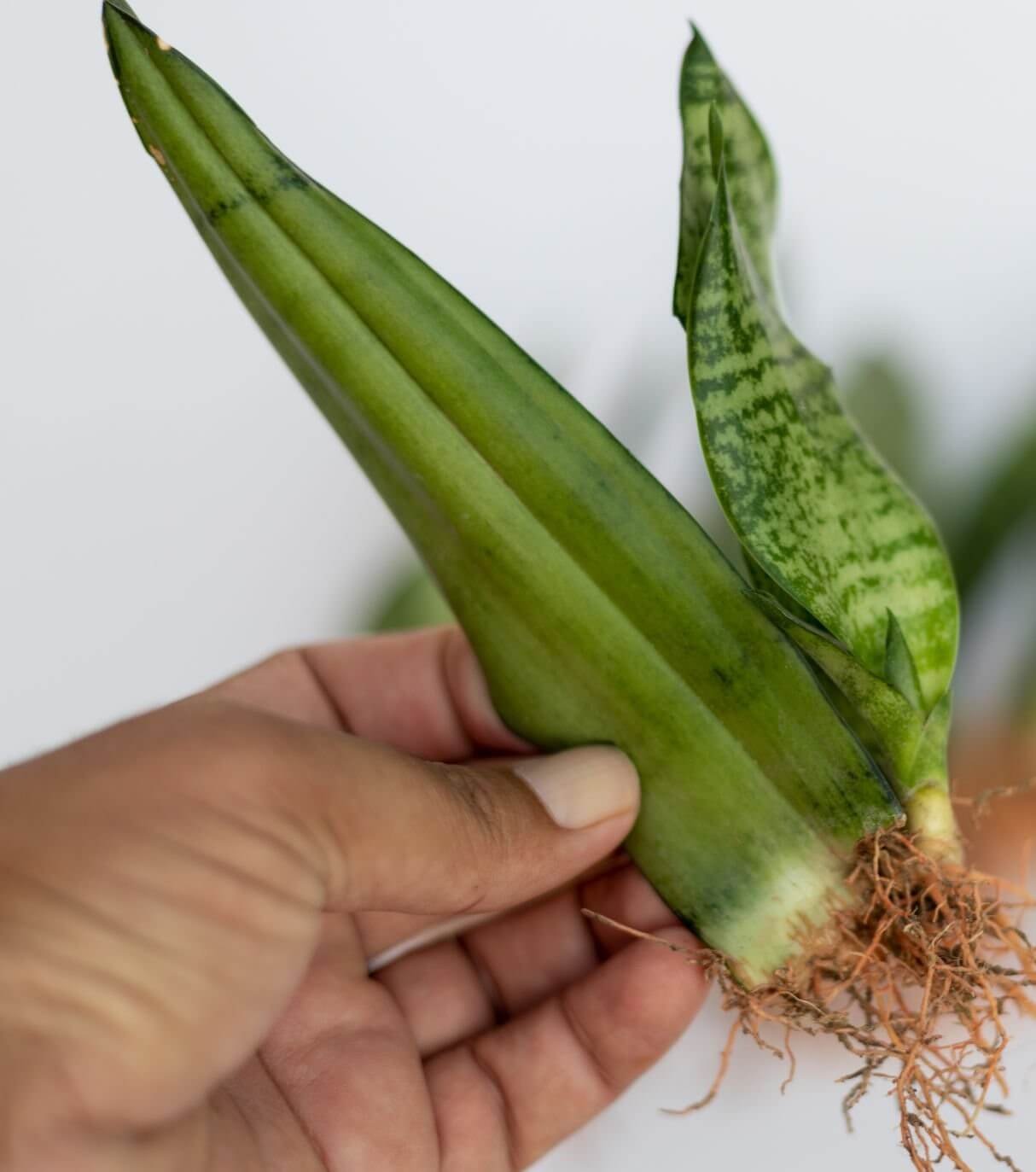 Mechanical injury occurs when plant parts are crushed, cut,