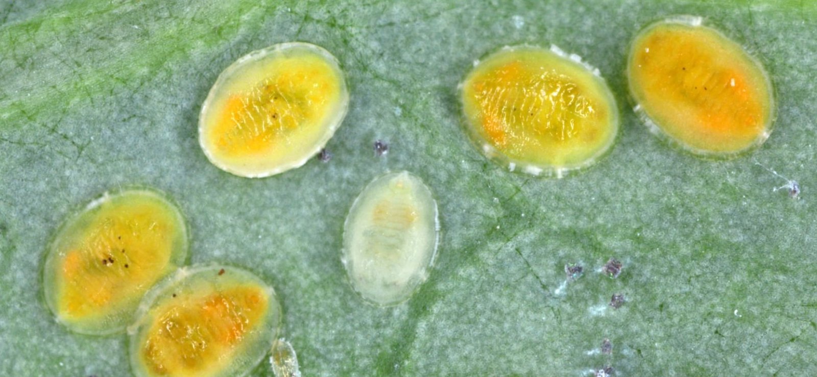 Puccinia graminis