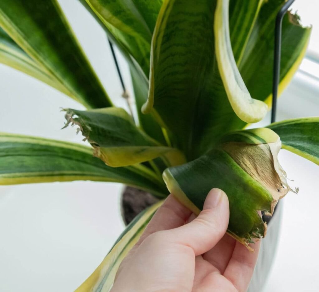 Types & Causes of Mechanical Damage