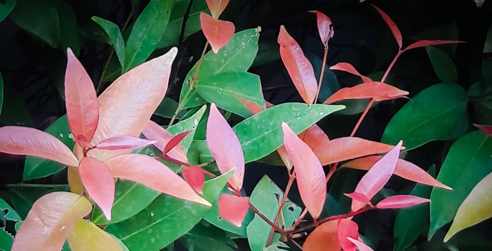 Here's a closer view of the leaves on this plant. Here's a closer view of the leaves on this plant.