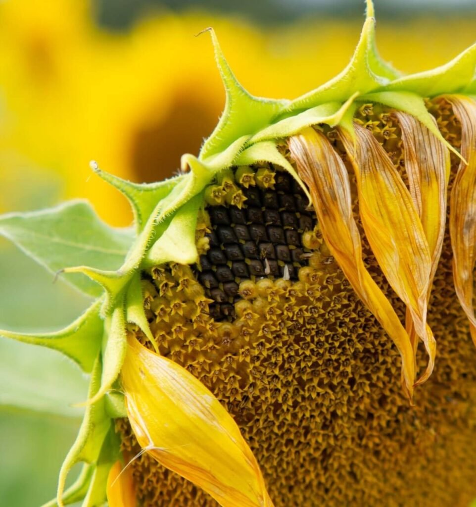 What is a flowering period