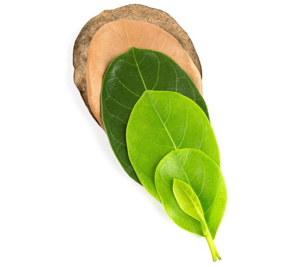 Which hormone promotes leaf senescence