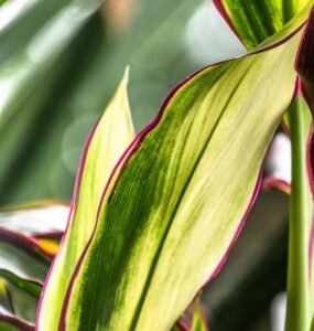 Aspidistra elatior common name