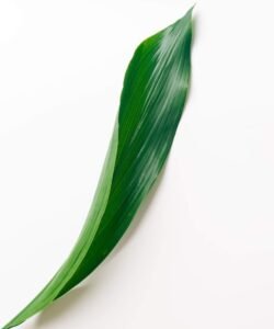 aspidistra elatior medicinal uses
