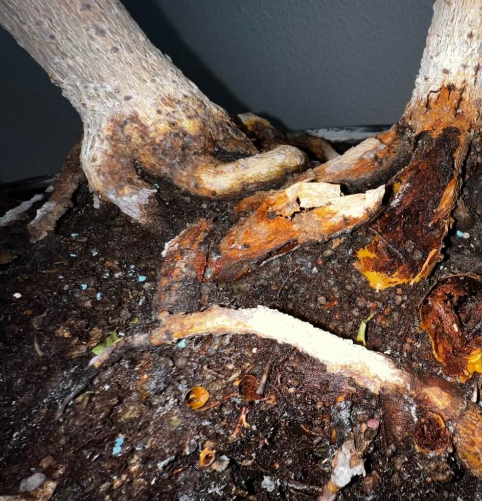 rhizoctonia blight damping-off and root rot