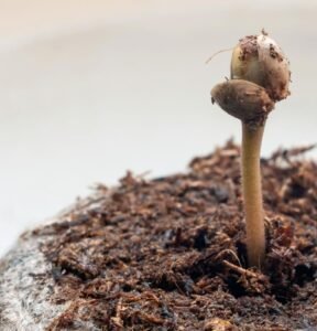 best fungicide for rhizoctonia