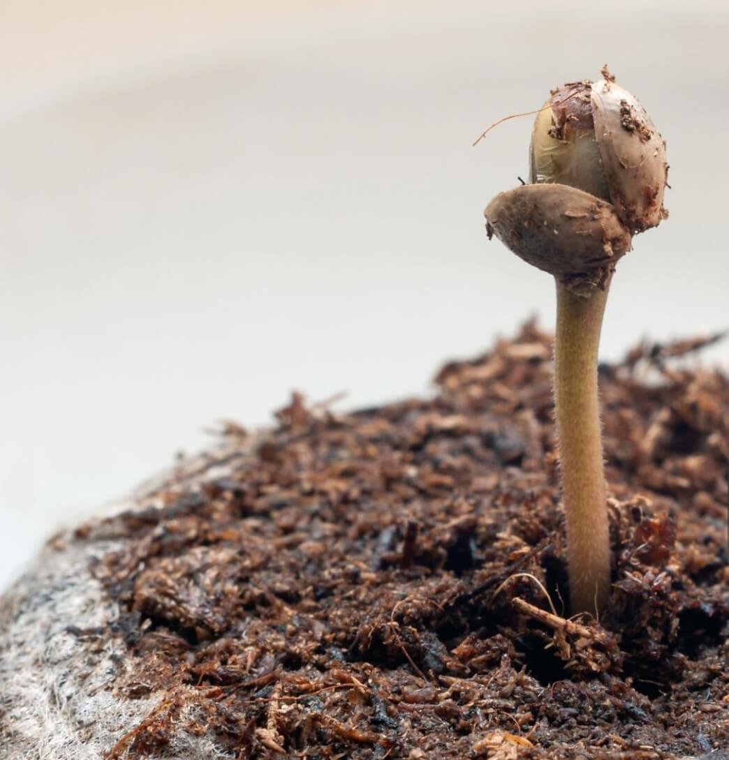 best fungicide for rhizoctonia