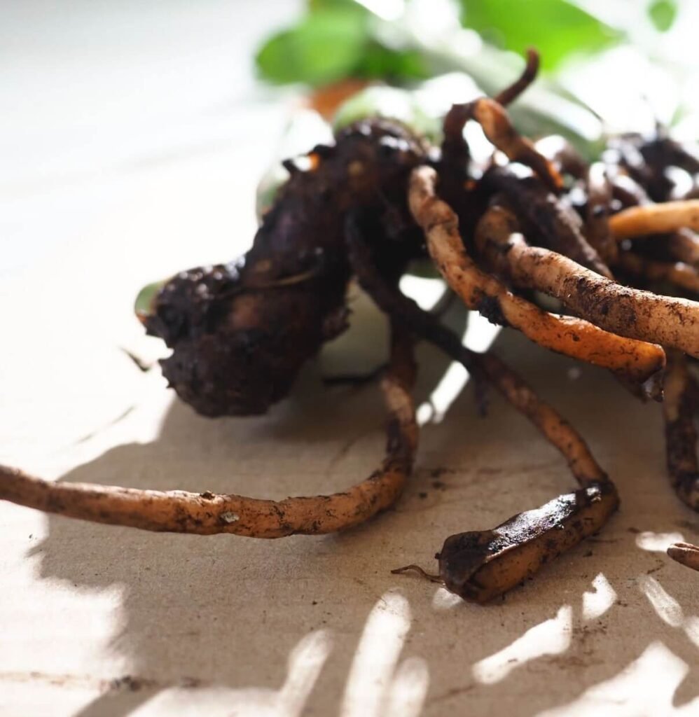 best fungicide for root rot