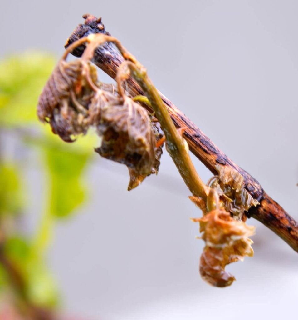 chilling injury symptoms