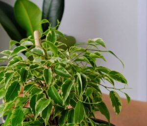 ficus benjamina