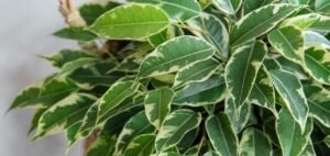 ficus benjamina common name
