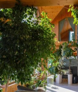 ficus benjamina tree