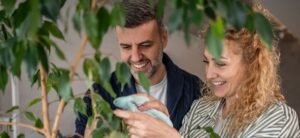 ficus benjamina tree