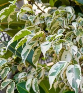 ficus benjamina tree