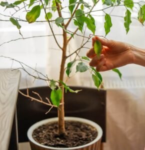 ficus benjamina tree