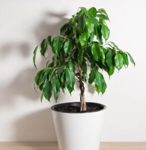ficus benjamina uses