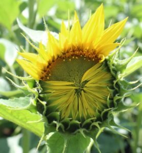 finished-flowering-period