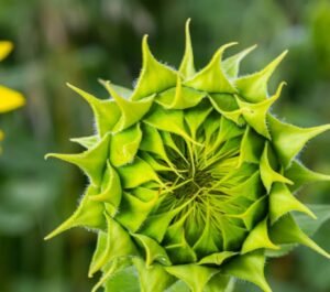 flowering period finished