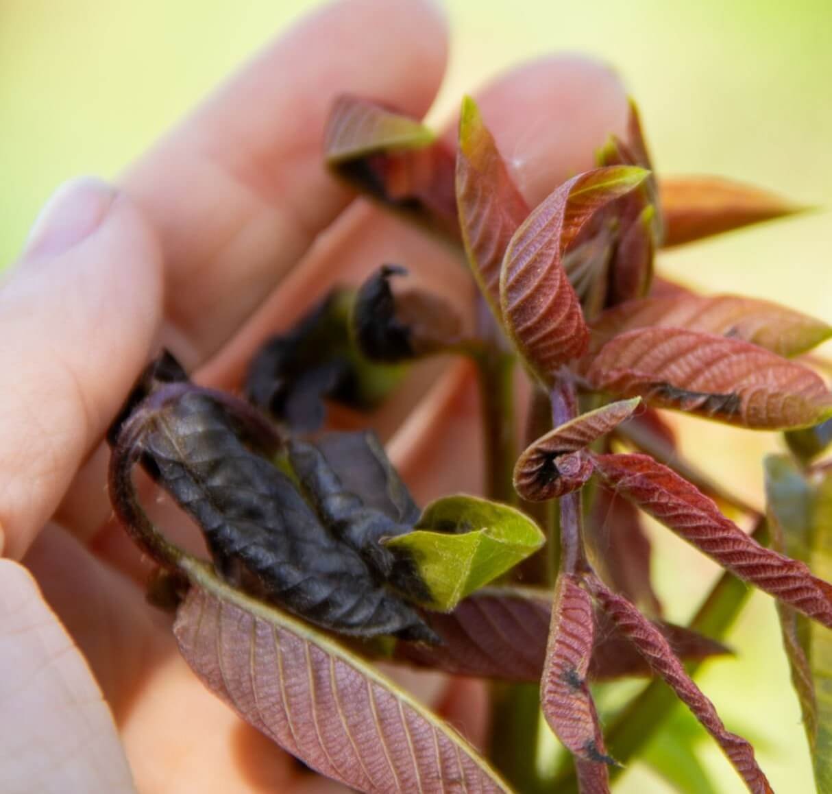 freezing injury in plants