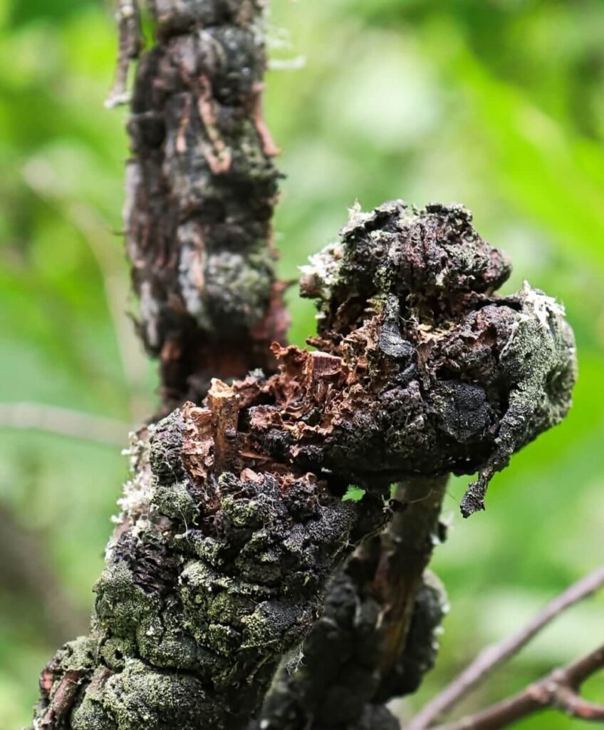 is black knot fungus harmful to humans