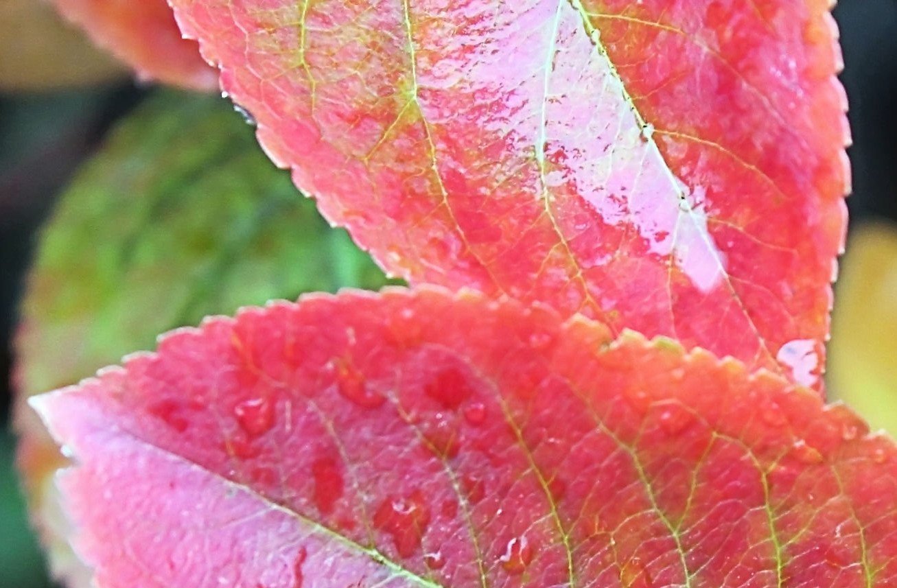 leaf senescence in plants Pink fall leaves with water drops