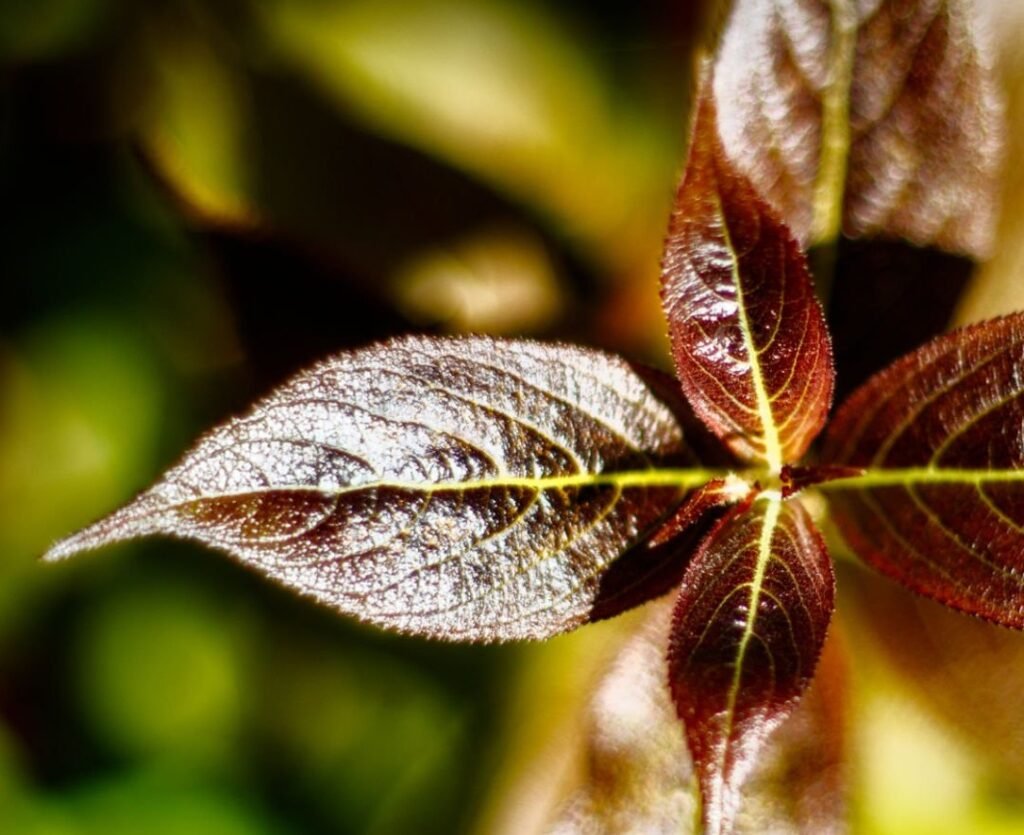 Leaf senescence is an ordered physiological process Leaf senescence is an ordered physiological process