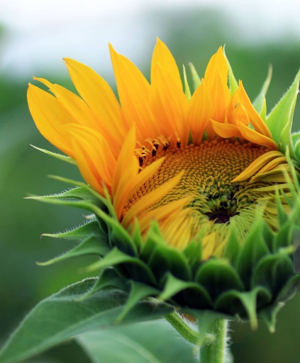 life cycle of flowering plants