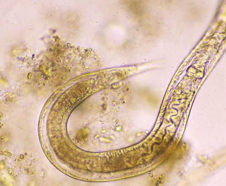 life cycle of plant parasitic nematodes