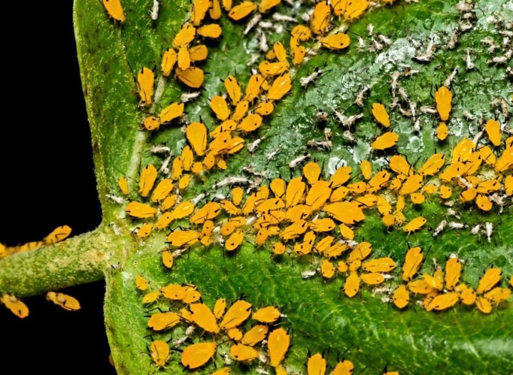 life cycle of puccinia graminis