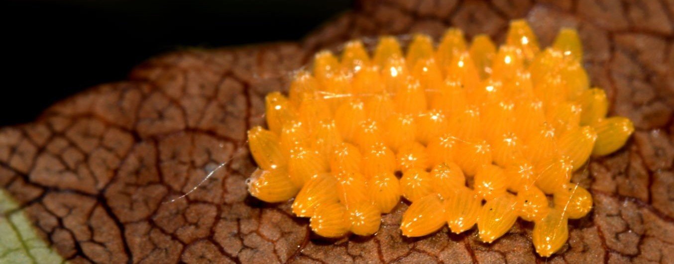 life cycle of puccinia