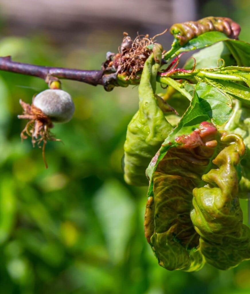 nectarine leaf curl treatment