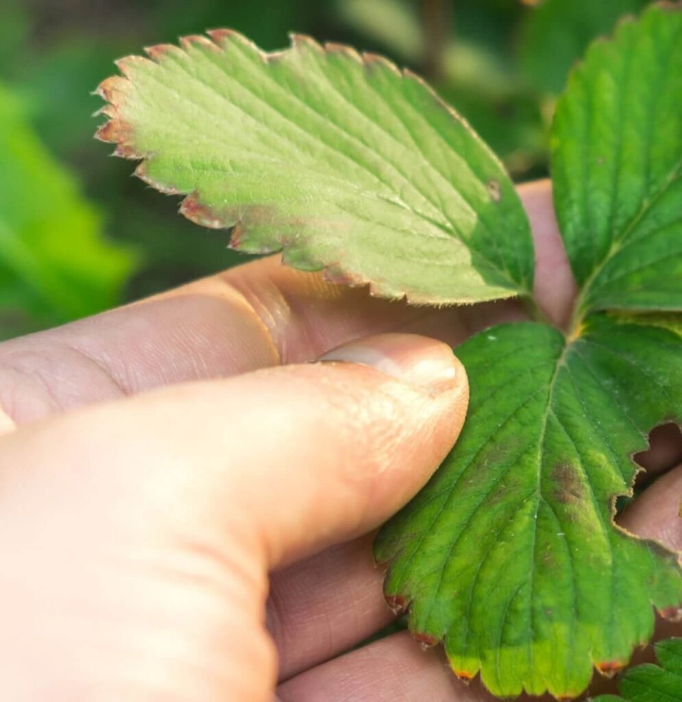 nutrient deficiency and toxicity symptoms in plants