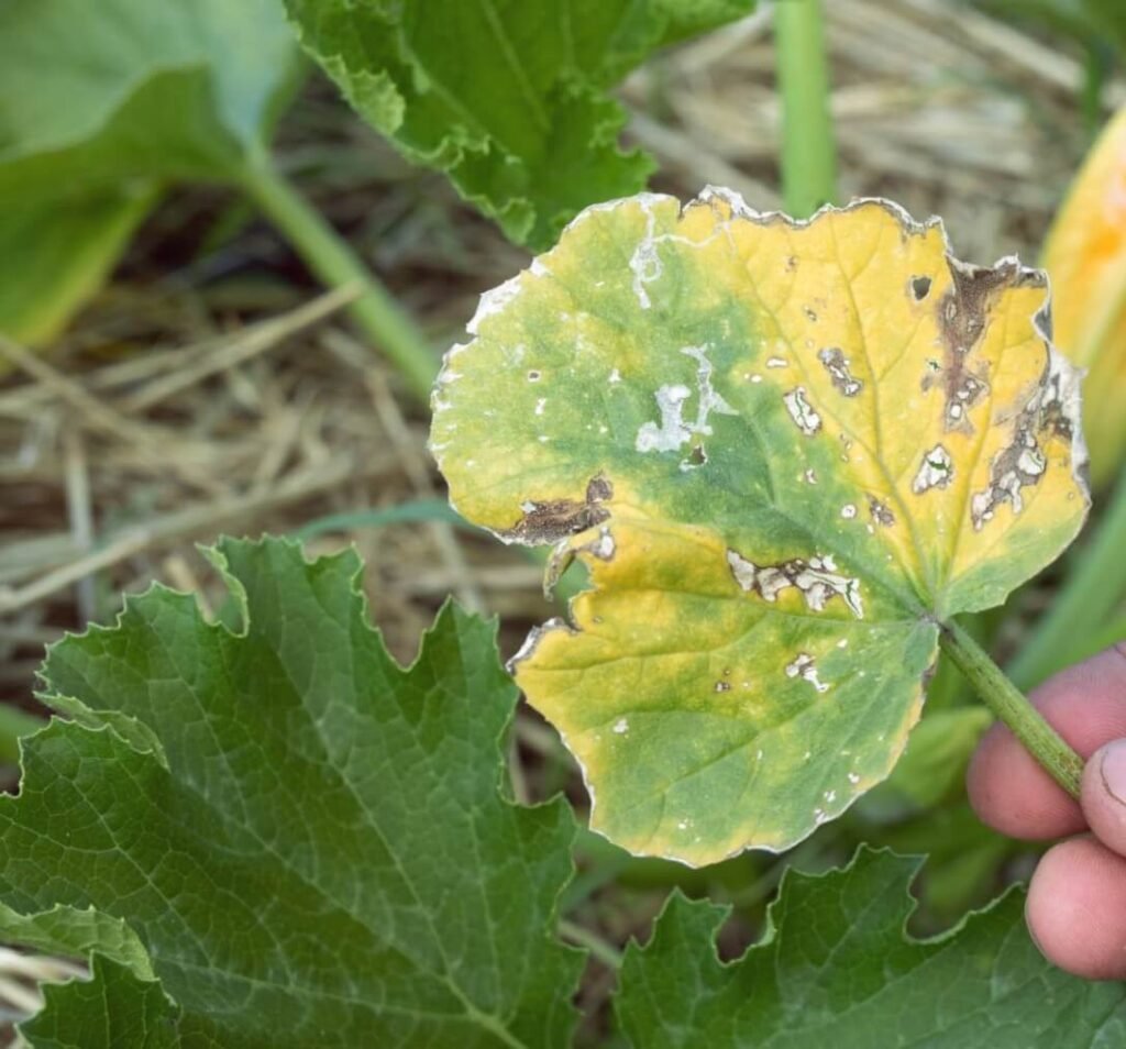 nutrient toxicity in plants