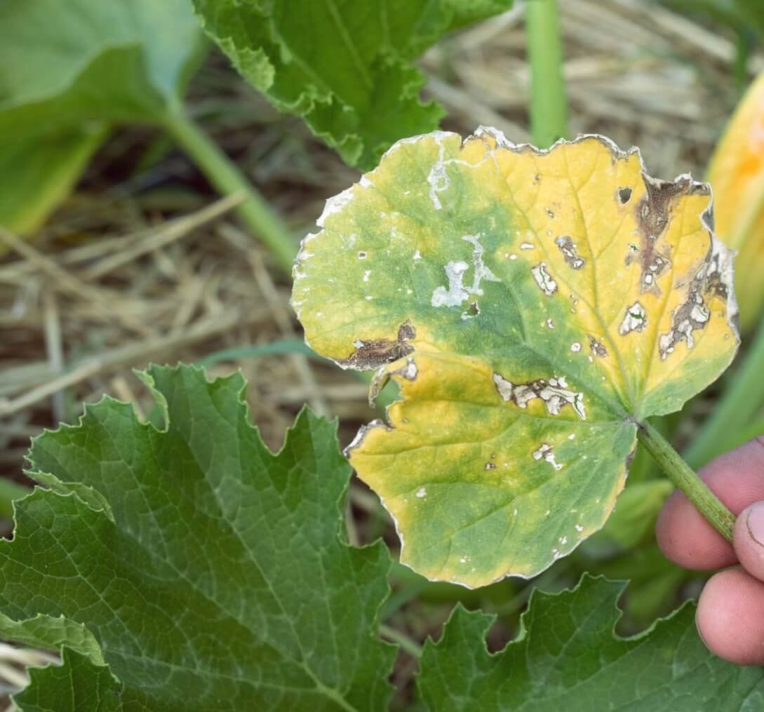 nutrient toxicity in plants