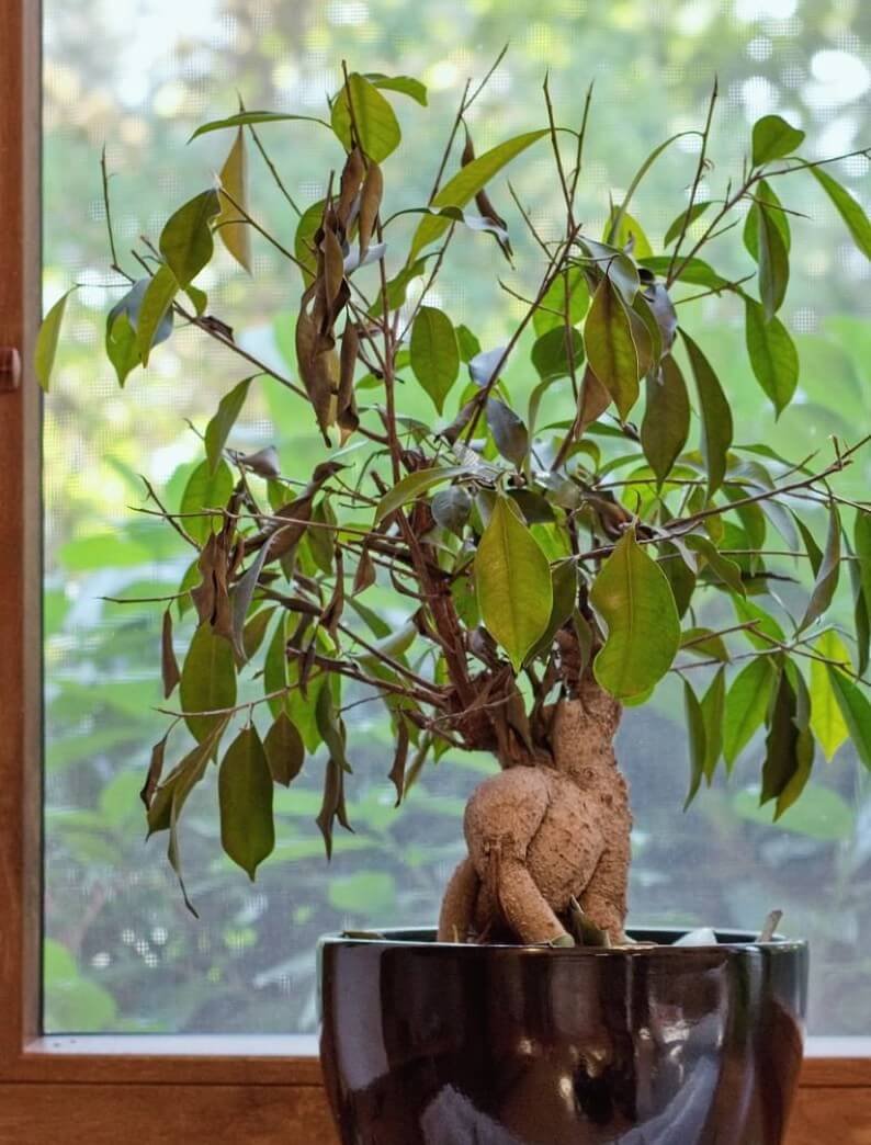 nutrient excess in plants