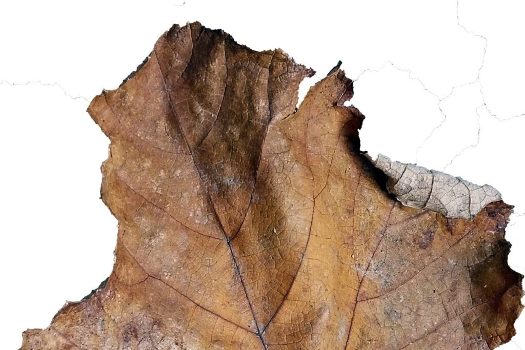 organ senescence in plants Autumn leaf