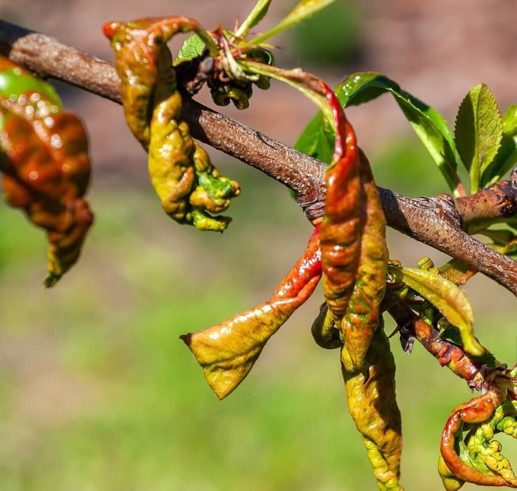 peach leaf curl symptoms