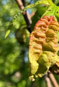 peach leaf curl treatment