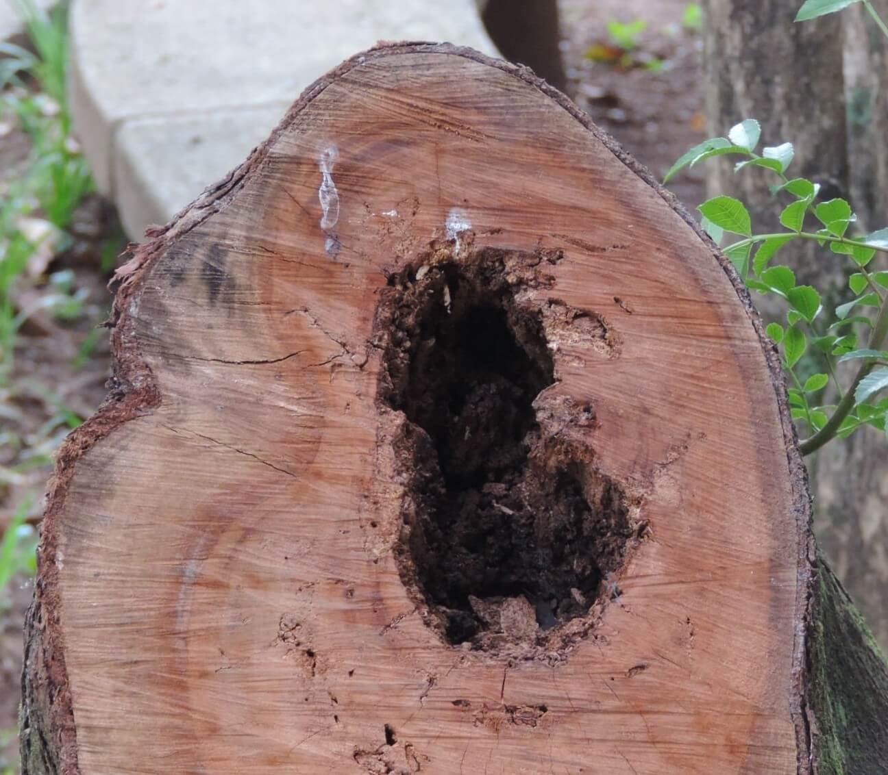 plant disease verticillium wilt