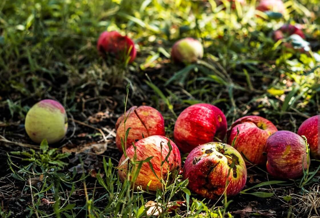 plant nutrient toxicity symptoms nutrient excess